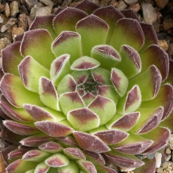 Sempervivum - Dachwurz - Hauswurz